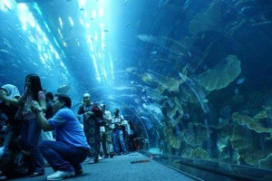 Dubai-Mall-aquarium (1)