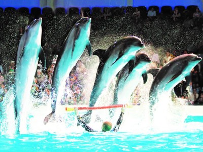 dolphinarium in dubai creek|Atlanta Tourism Dubai