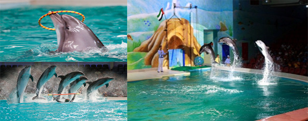 dolphinarium in dubai creek |Atlanta Tourism Dubai